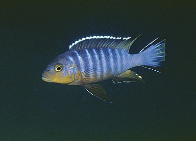 Maylandia nigrodorsalis 'Chiloelo'